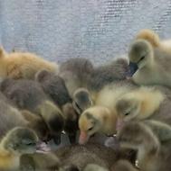 جوجه غاز دوهفته ایی