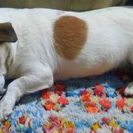 واگذاری سگ نژاد جک راسل آمریکایی