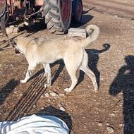 توله سگ 8 ماه واگدذار