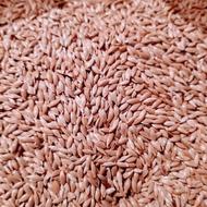 تخم کتان ایرانی