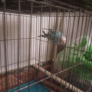 مرغ عشق بالغ