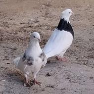 کبوتر طوقی بدون غلط