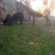 گوسفند دوقلو مار بره نره وماده