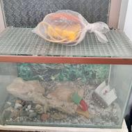 آکواریم شیشه ای