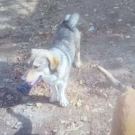 واگذاری سگ پاکوتا جوان