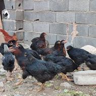 مرغ خروس سیاه قربانی قاسم آباد/الاهیه/شهرک لشکر