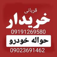 حواله ریرا فیدلیتی چانگان اسپورتیج 207 هایما راوفور توسان