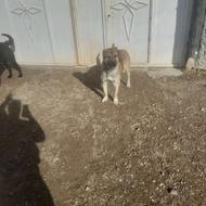 واگذاری سگ گله  