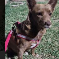 سگ گمشدها ماده