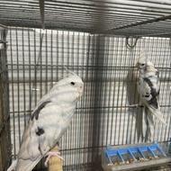 فروش یجا جفت مولد