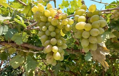 خونه باغ جای دنج و خلوت