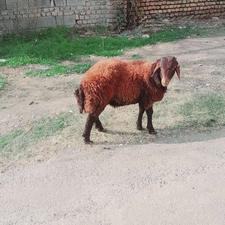 یک دعد بر نر جنس افشاره جنس بالا