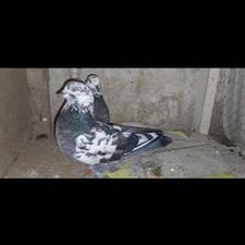 کبوتر گمشده