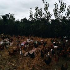 مرغ محلی تخم گذار