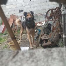 سگ نگهبان گمشده ..