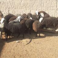 فروش بره پای پروار سبک و دشتی