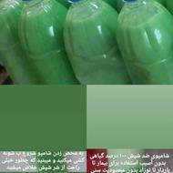 شامپو گیاهی برای از بین بردن شپش و رشک سر