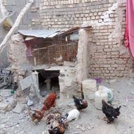 مرغ محلی و خروس