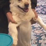 واگذاری سگ خونگی و کاملا سالم