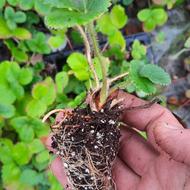 فروش نشا توت فرنگی ریشه پر