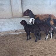 گوسفند دوقلو ویک قوچ شاخ دار برای داشتی