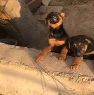 واگذاری توله سگ ژرمن