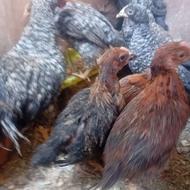 جوجه گلپایگان اصلاح نژاد شده ( 2 ماهه )