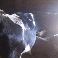 فروش 1عدد گاو شیری