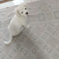 واگذاری سگ اشپیتز پامر