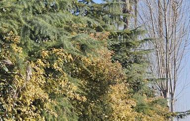 زمین شهرکی کنار دریا سرخرود اقساط 20 ماهه