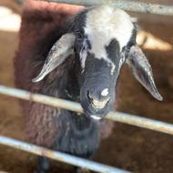 بره قوچ همو