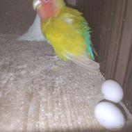 طوطی کوتوله مولد