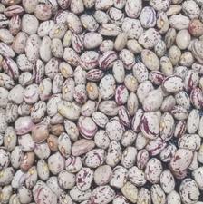 لوبیای چیتی محلی