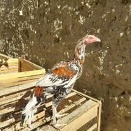 فقط خروس نسل دار