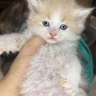 پسر بریتیش کاراملی چشم آبی