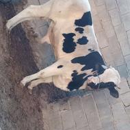 گاو نر فروشی