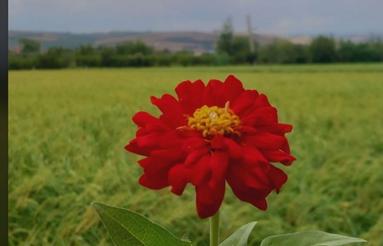 1340 متر زمین کشاورزی خوش قیمت