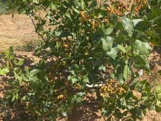 5000 متر زمین کشاورزی