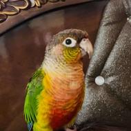 گمشده پرنده