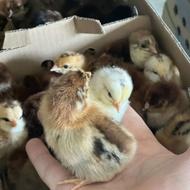 فروش جوجه محلی