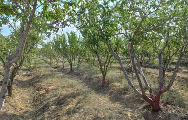 باغچه/زمین/تهاتر/هشتگرد/کریم آباد