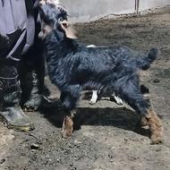 بزغاله نر برجی 2ماهه درشت شیر مست