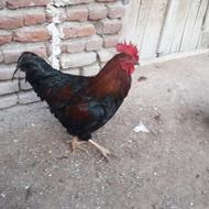 فروش خروس محلی