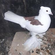 فروش کبوتر کاکلی پاپر نر و معاوضه