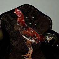 خروس لاری چیل