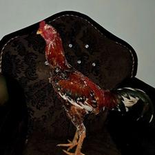 خروس لاری چیل