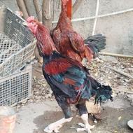 خروس مشکی لاری