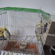 عروس هلندی نرماده