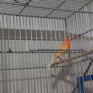 قناری ماده سرخ