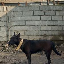 واگذاری سگ مالینویز